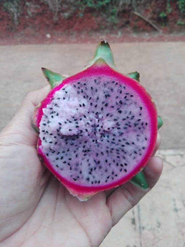 Bibit Buah Naga Pink Delight - Gambar 2